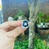 Nhẫn túi tiền may mắn 7 Nhẫn túi tiền may mắn