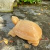 Tượng rùa đá ngọc hoàng long