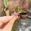 nhan ruby4