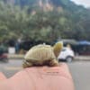Rùa mini đá ngọc