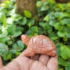 Tượng Rùa đá đỏ 8cm