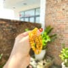 Chuỗi tâm đá mắt hổ