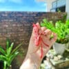 vong tay phong thuy9