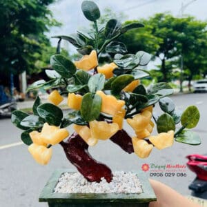 Cây kim tiền ngọc hoàng long