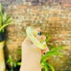 Kiềng Thạch anh vàng bản hẹ 9 kieng thach anh vang vip 3