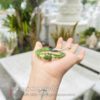 Vòng tay tỳ hưu Ngọc Bích 6 vong tay ty huu